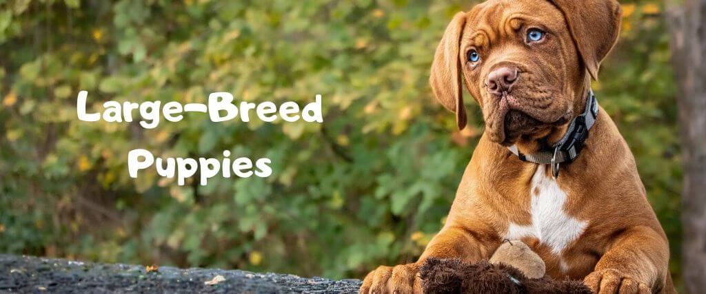 Large deals breed dogs