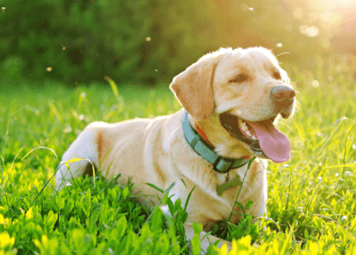 Heartworm Disease: Protect Your Pet and Slow the Spread