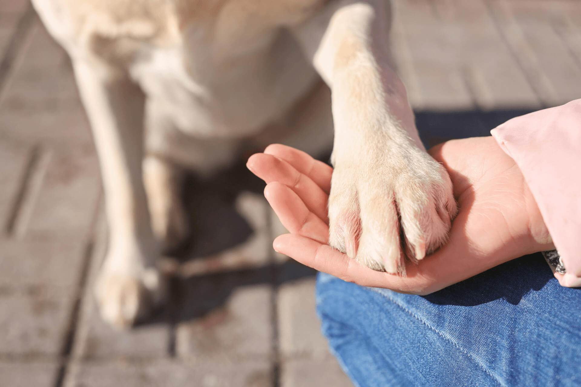 A Helping Hand For Paws In Need 