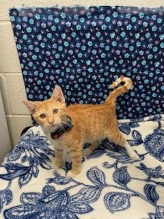 Mandarin Shorthaired Tabby For Adoption