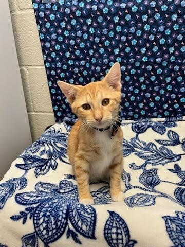 Mandarin Shorthaired Tabby For Adoption