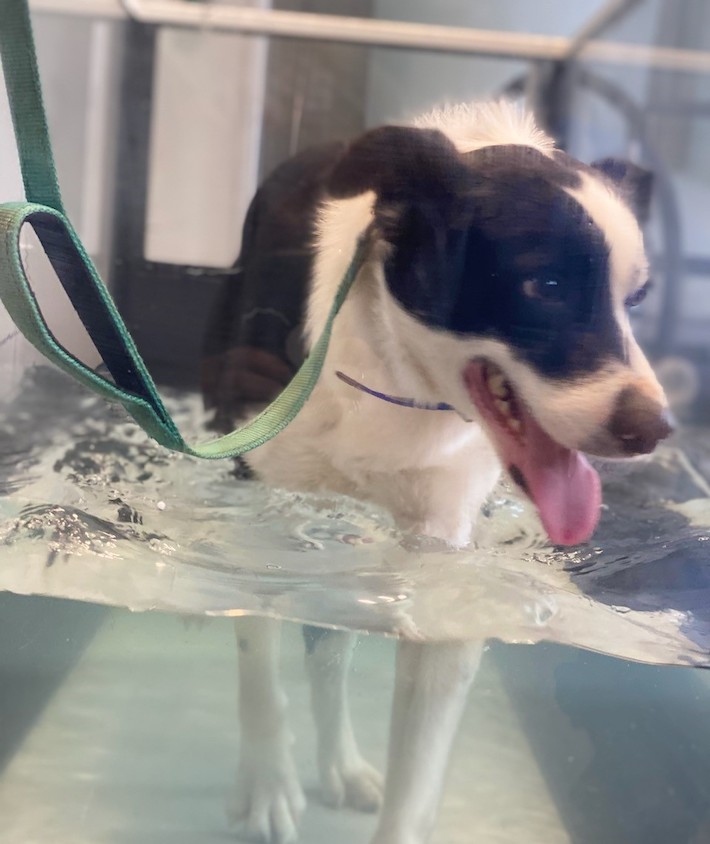 Underwater Treadmill Dog Rehabilitation