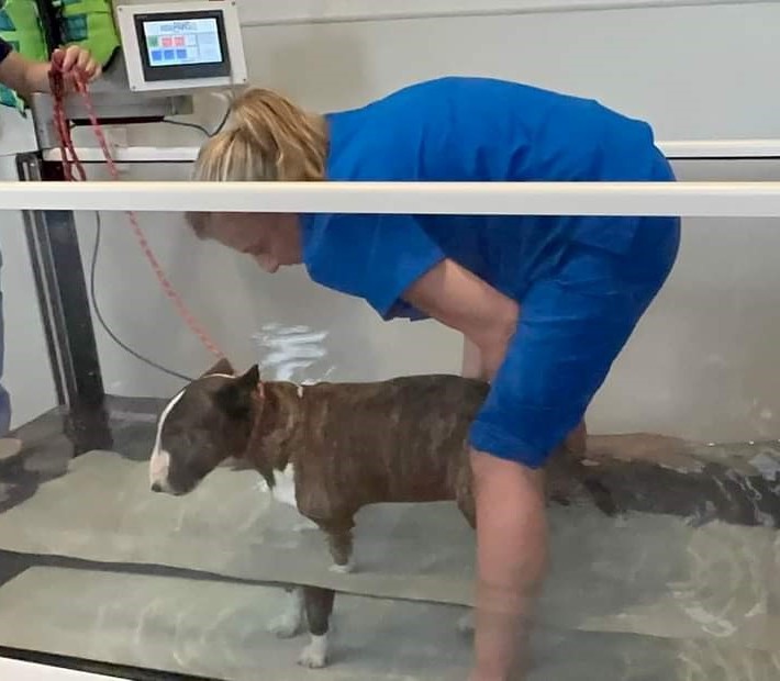 Underwater Treadmill Dog Rehabilitation