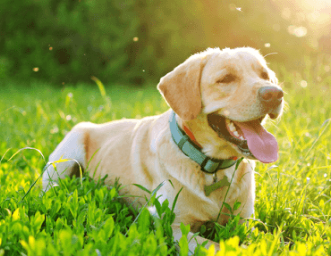 Heartworm Disease: Protect Your Pet and Slow the Spread
