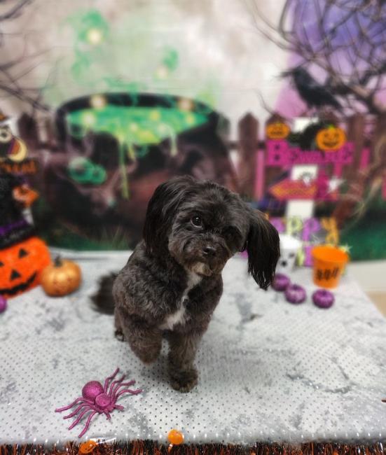 Grooming | Justin Animal Hospital Grooming | Justin Animal Hospital