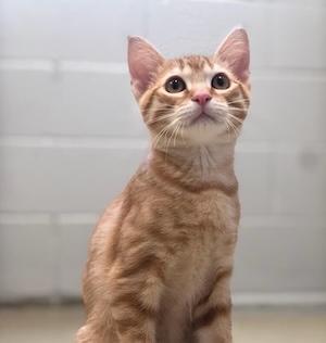 Cat Services at Justin Animal Hospital